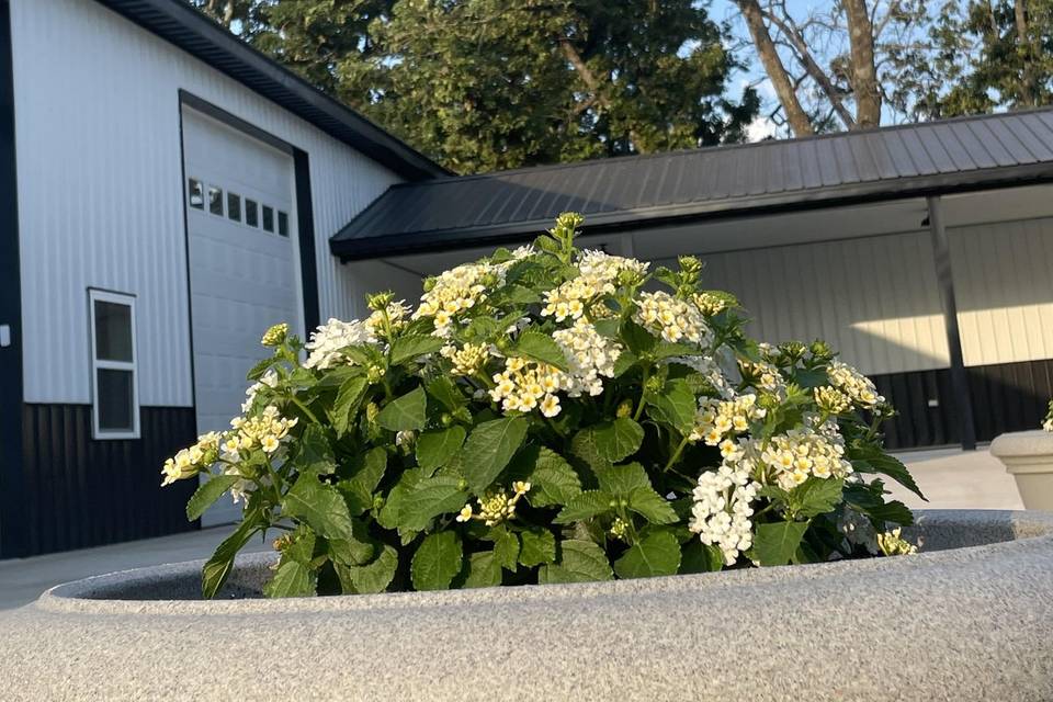 Flower and Patio