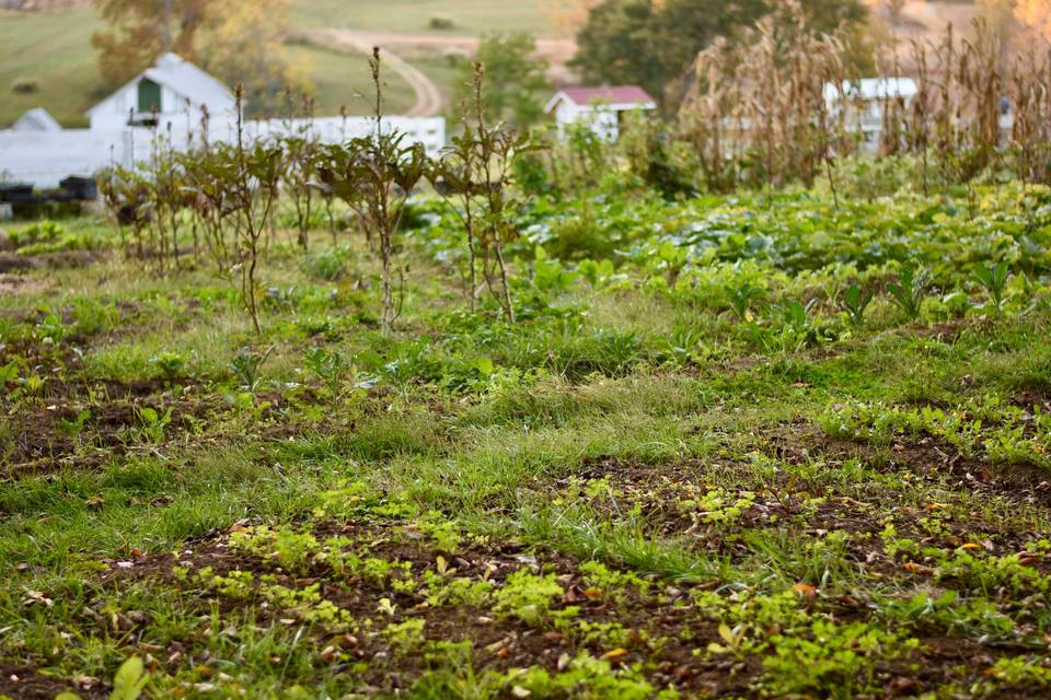 Kitchen garden