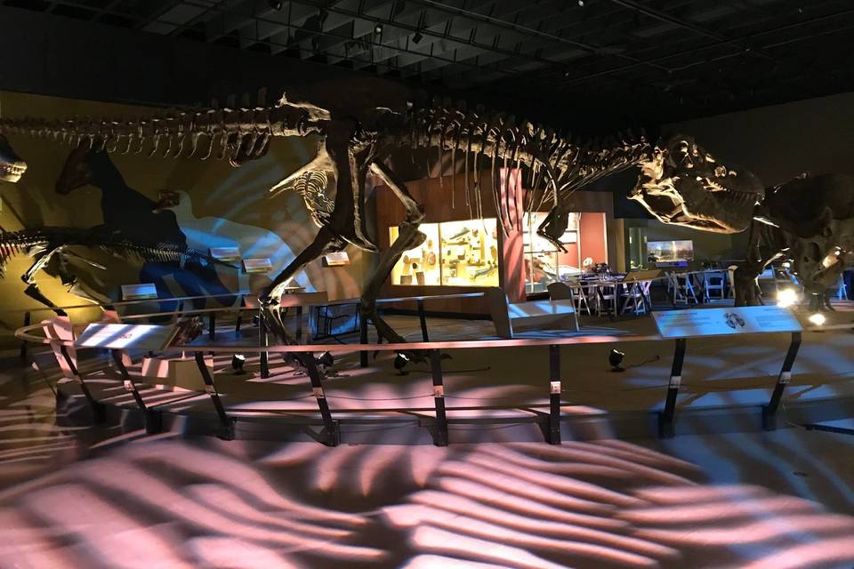 Dinosaur Exhibit Reception