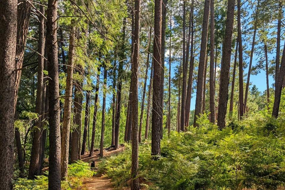 Hiking Trail Nearby