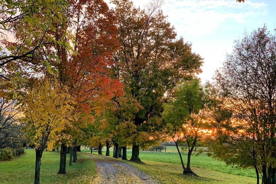 Fall Driveway