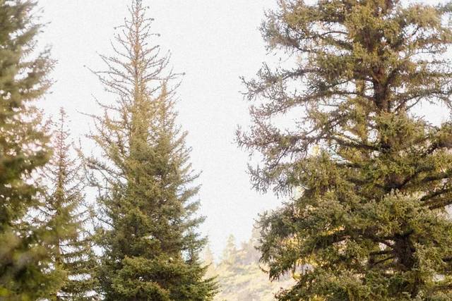 Pines over the creek