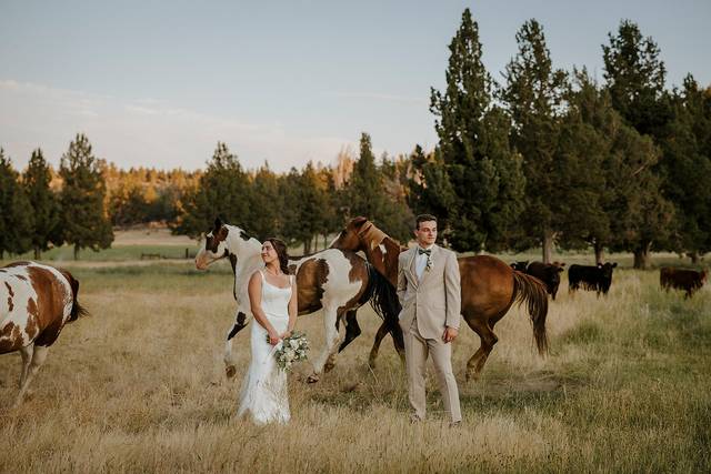 Long Hollow field and horses