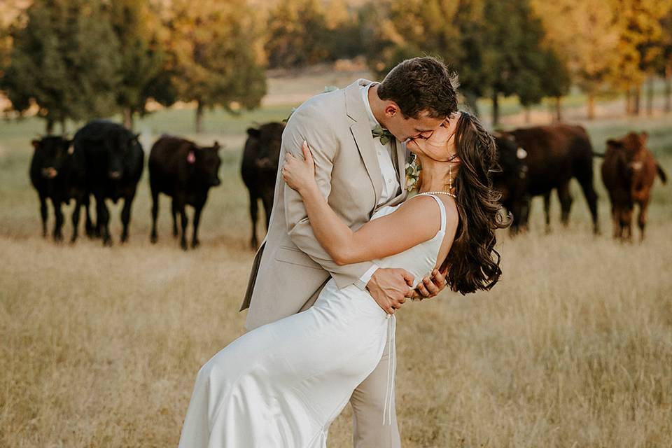 Long hollow cattle and field