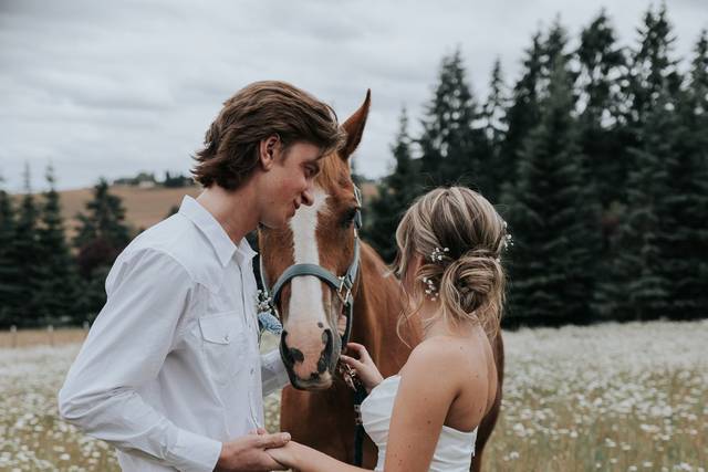 Easy to handle horses