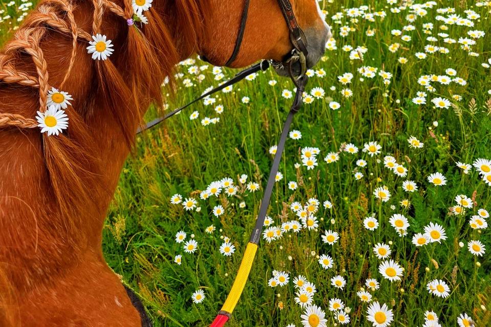 Horse mane details