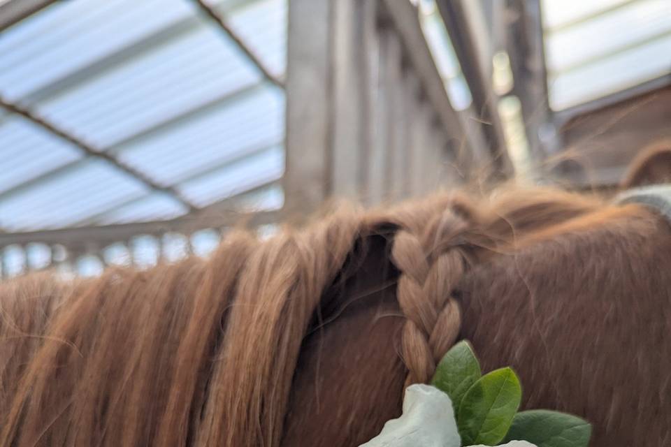 Horse mane details
