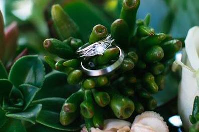 Succulents rings