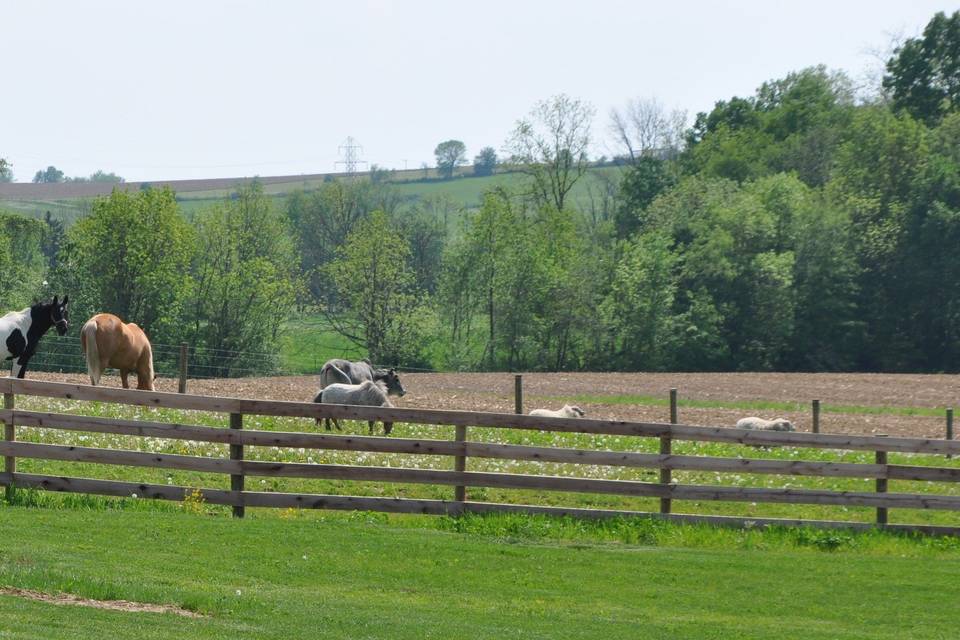 Peacock Ridge