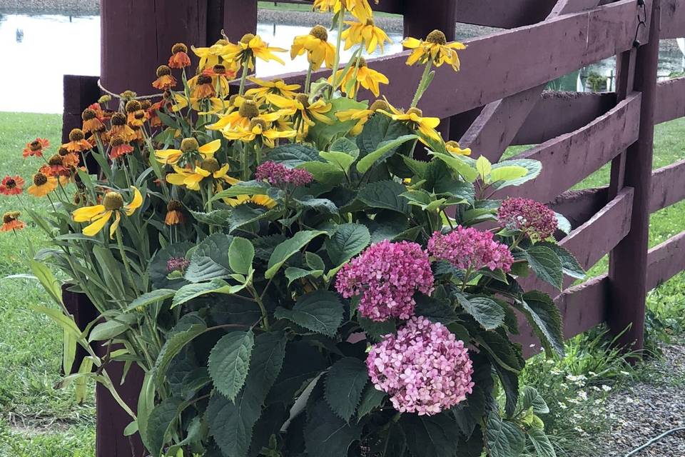 Fall flowers