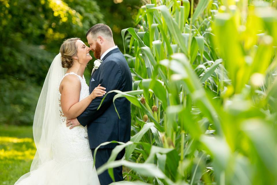 The cornfield