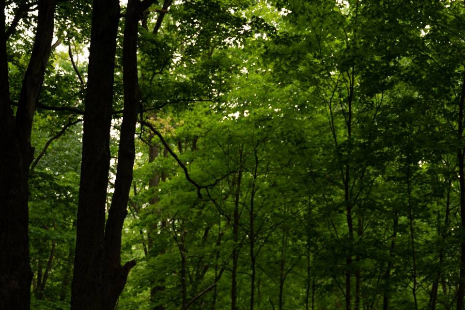 Summer Forest Pictures