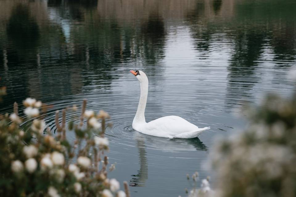 Harry the Swan