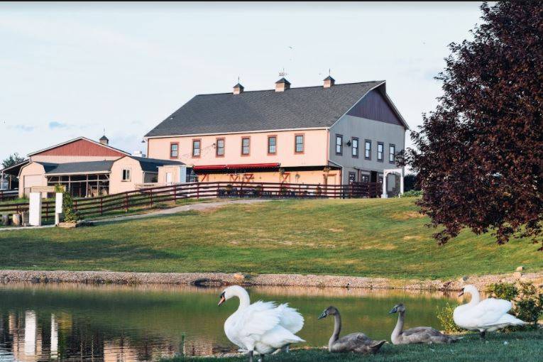 Swans by the pond