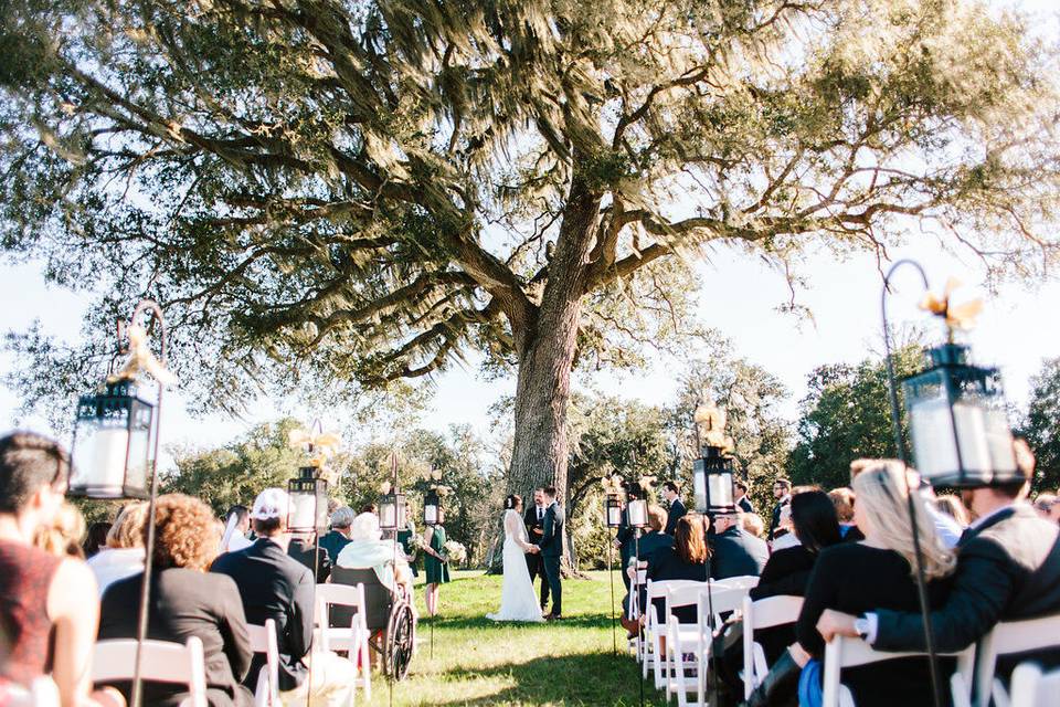 Towering oak trees