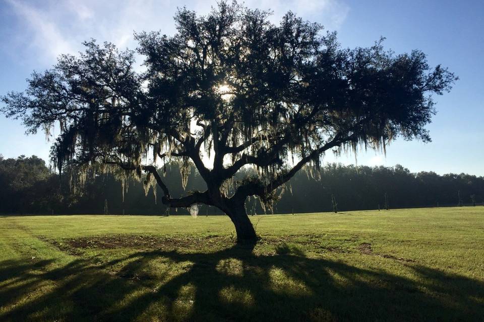 October Oaks