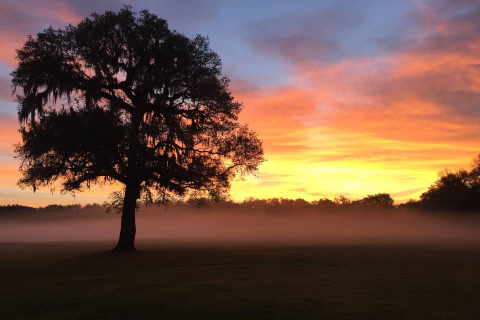 October Oaks