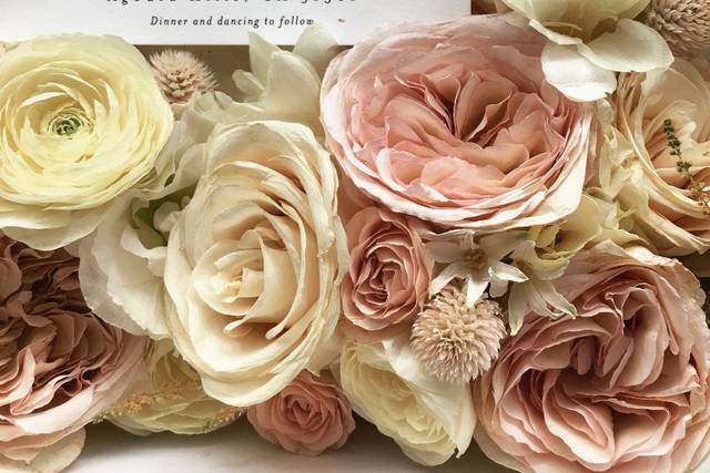 The beautiful garden rose