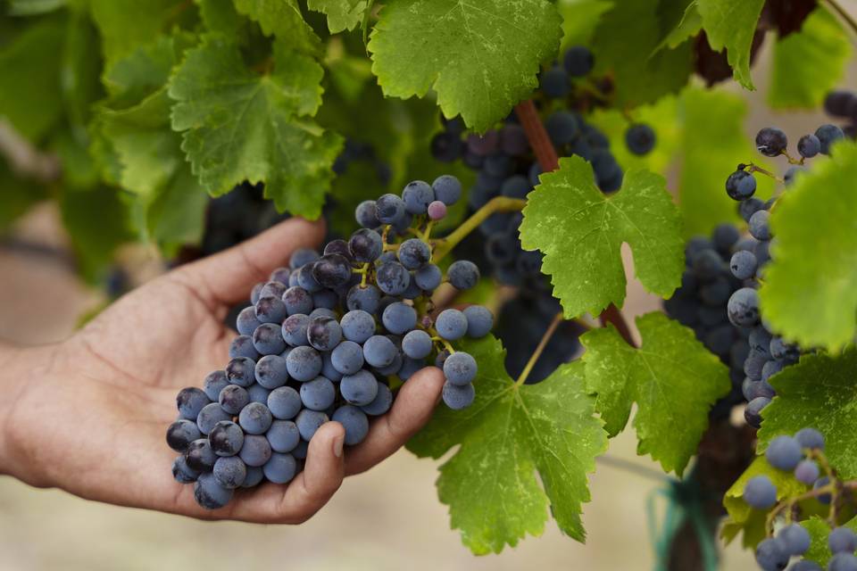 Grenache grape