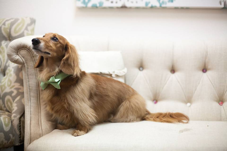 Puppy in a bowtie