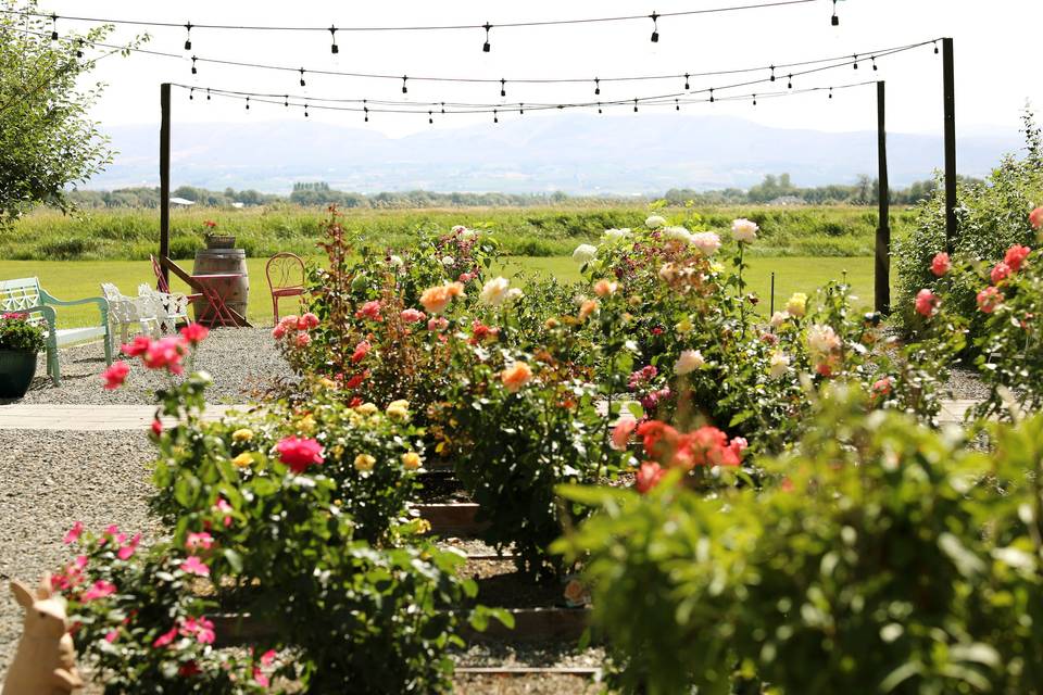 Our Rose Garden