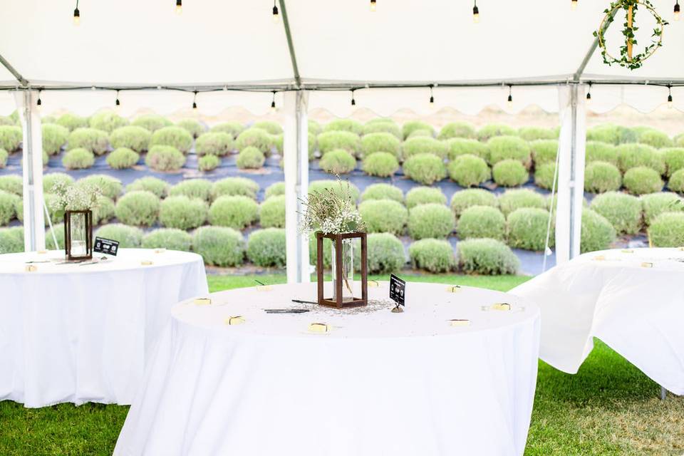 Lavender venue