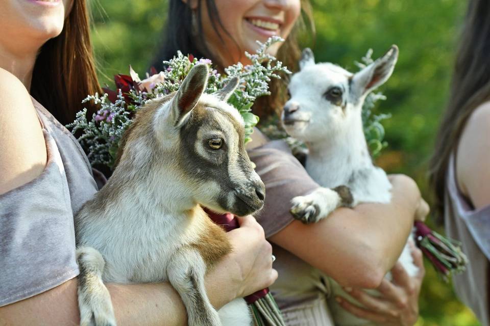 Baby Goats