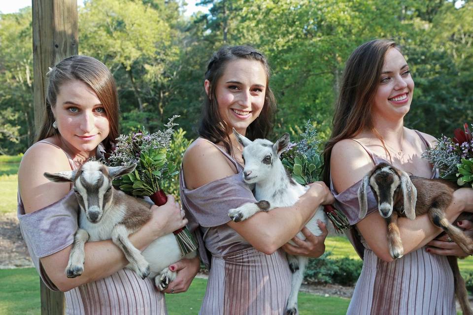 Baby Goats