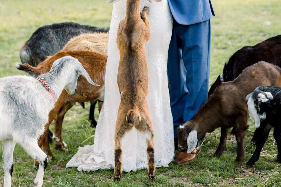 Goat jumping on Gown