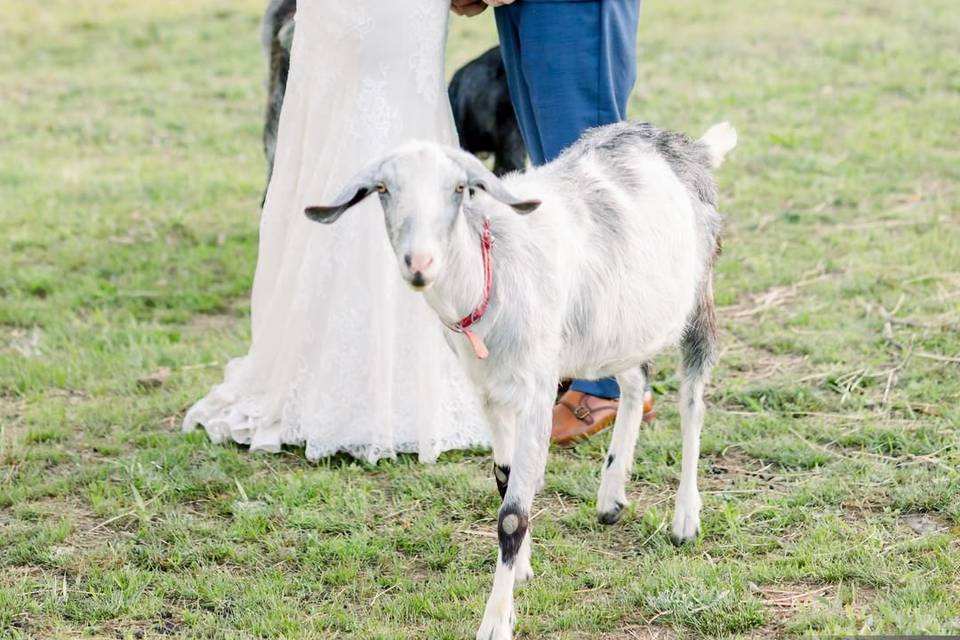 Goats eating flowers