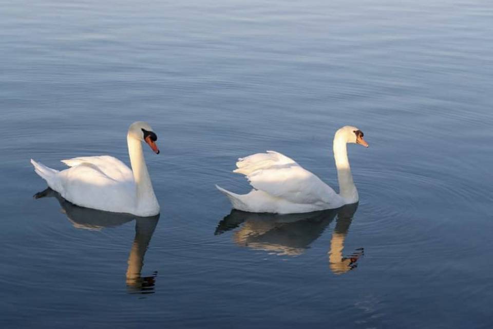 Beautiful swans