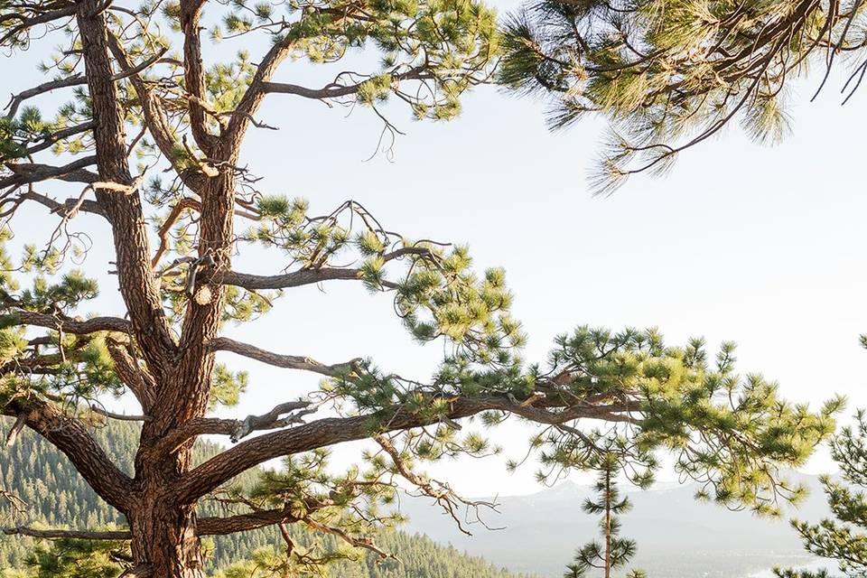 Tahoe Blue estate portrait