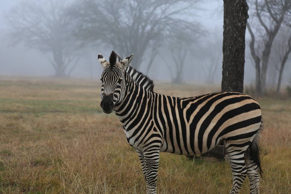 Yes! We have a Zebra!