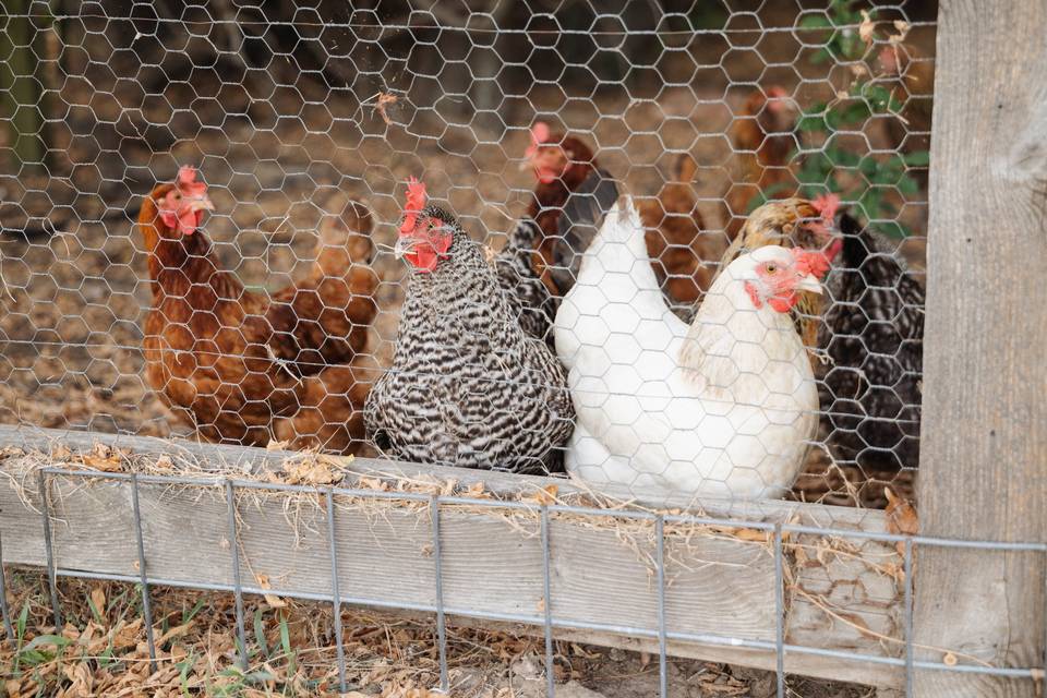 Hello, Ladies!