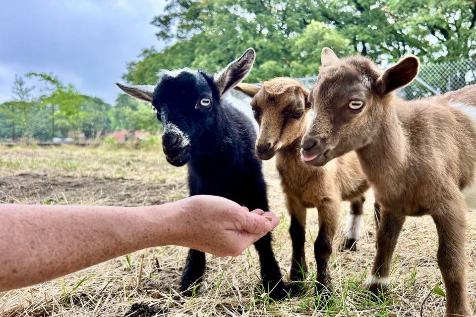 Our Little Goats