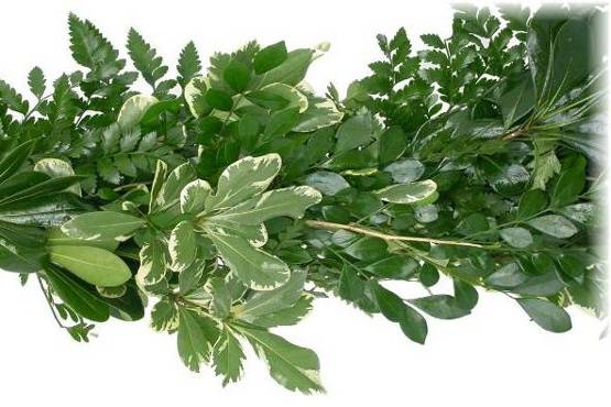 Everleaf Decorative Greens