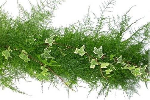 Plumosa w/ variegated ivy combo garland