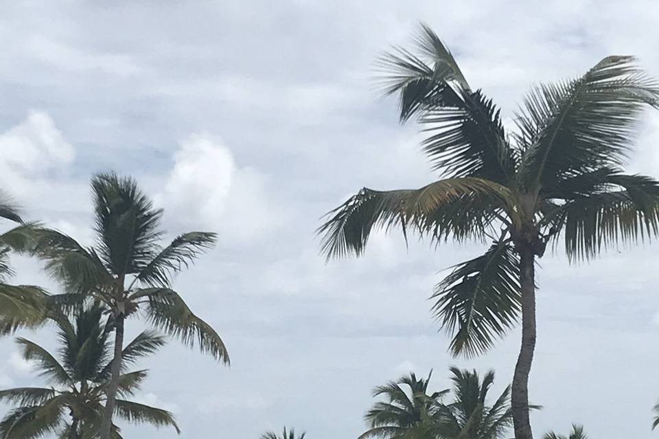 Beach wedding site