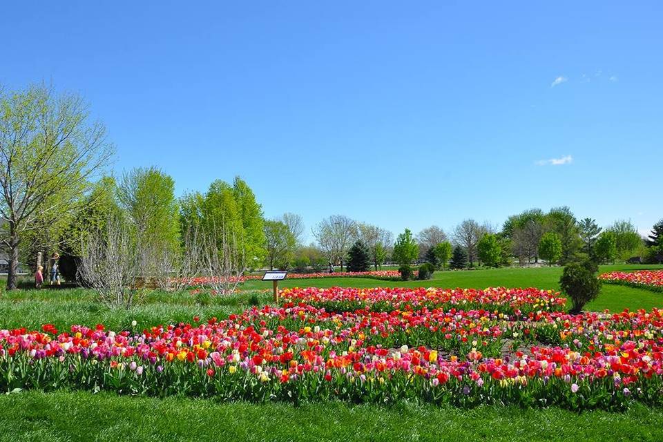 Pink flowers