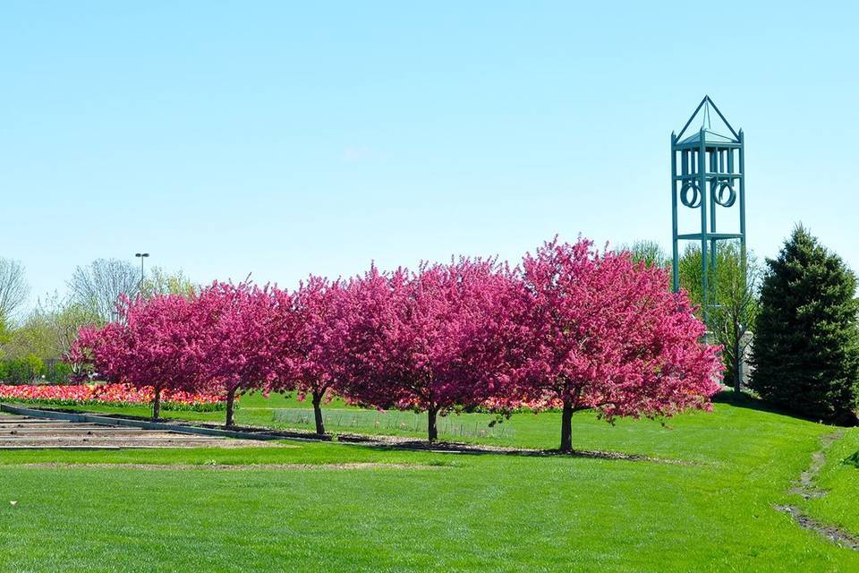 Cherry blossoms