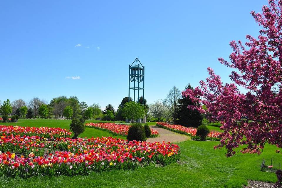 Red flowers