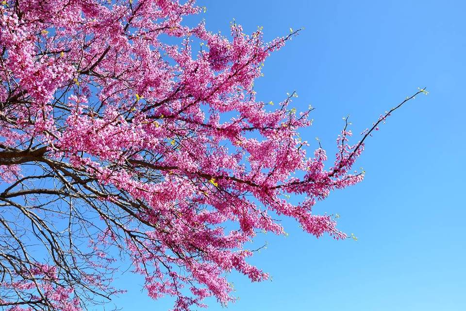 Pink flowers