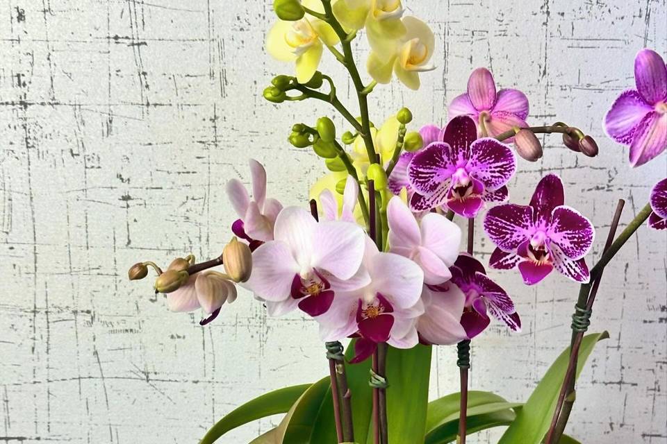 Ambrosia Flowers