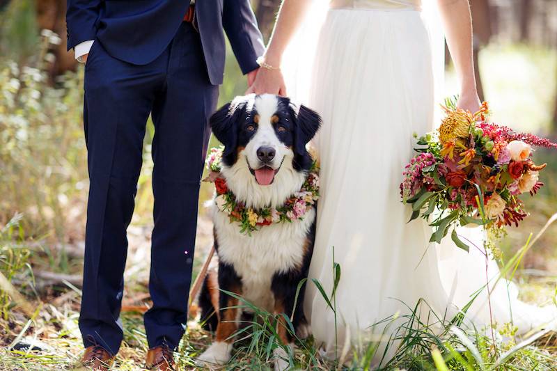 Newlyweds' dog