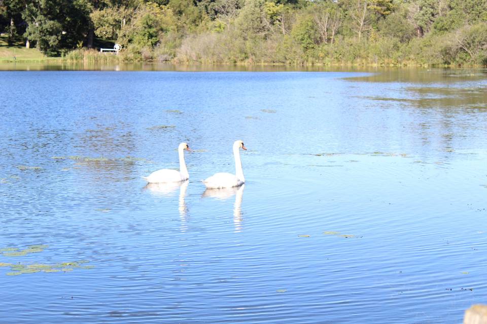 Swans on Lake Tombeau