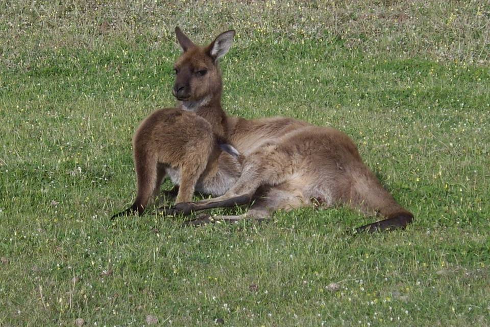 Kangaroo Island, AUS