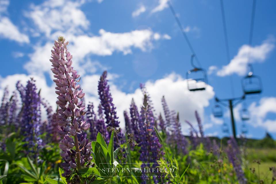 Lupine and chairlift
