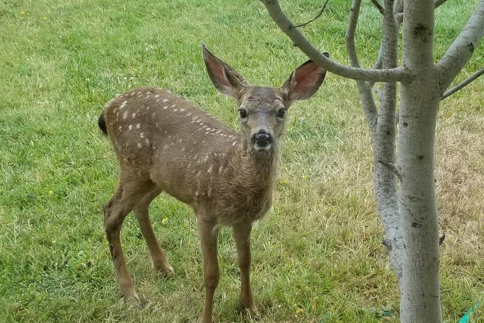 Springtime Doe!