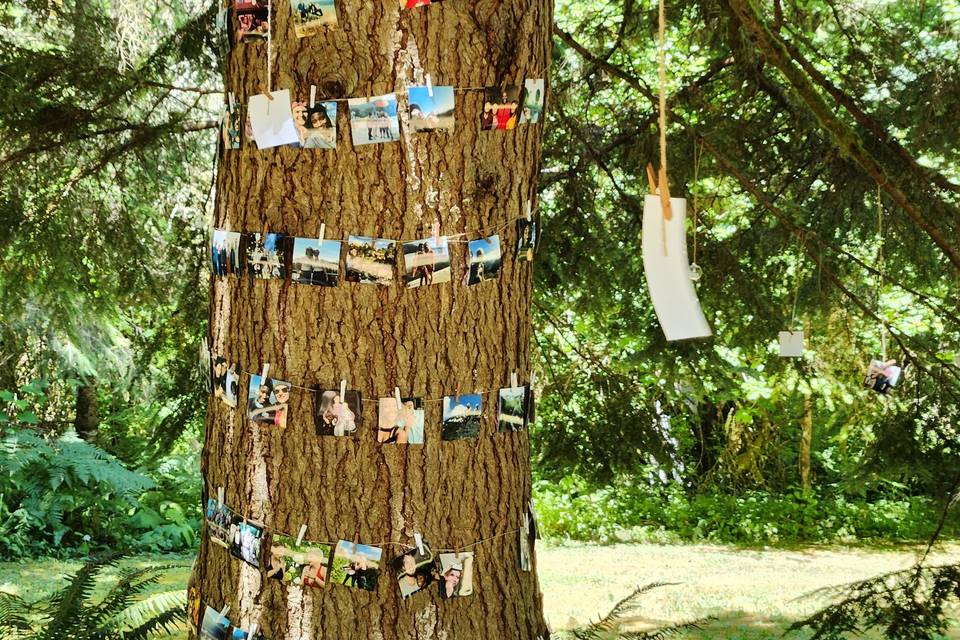 Photo Tree!