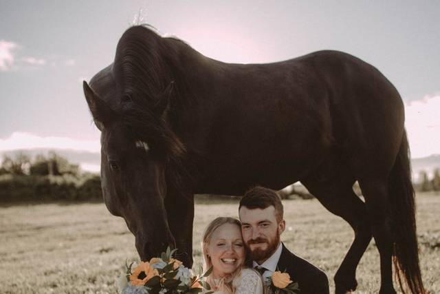 Horses